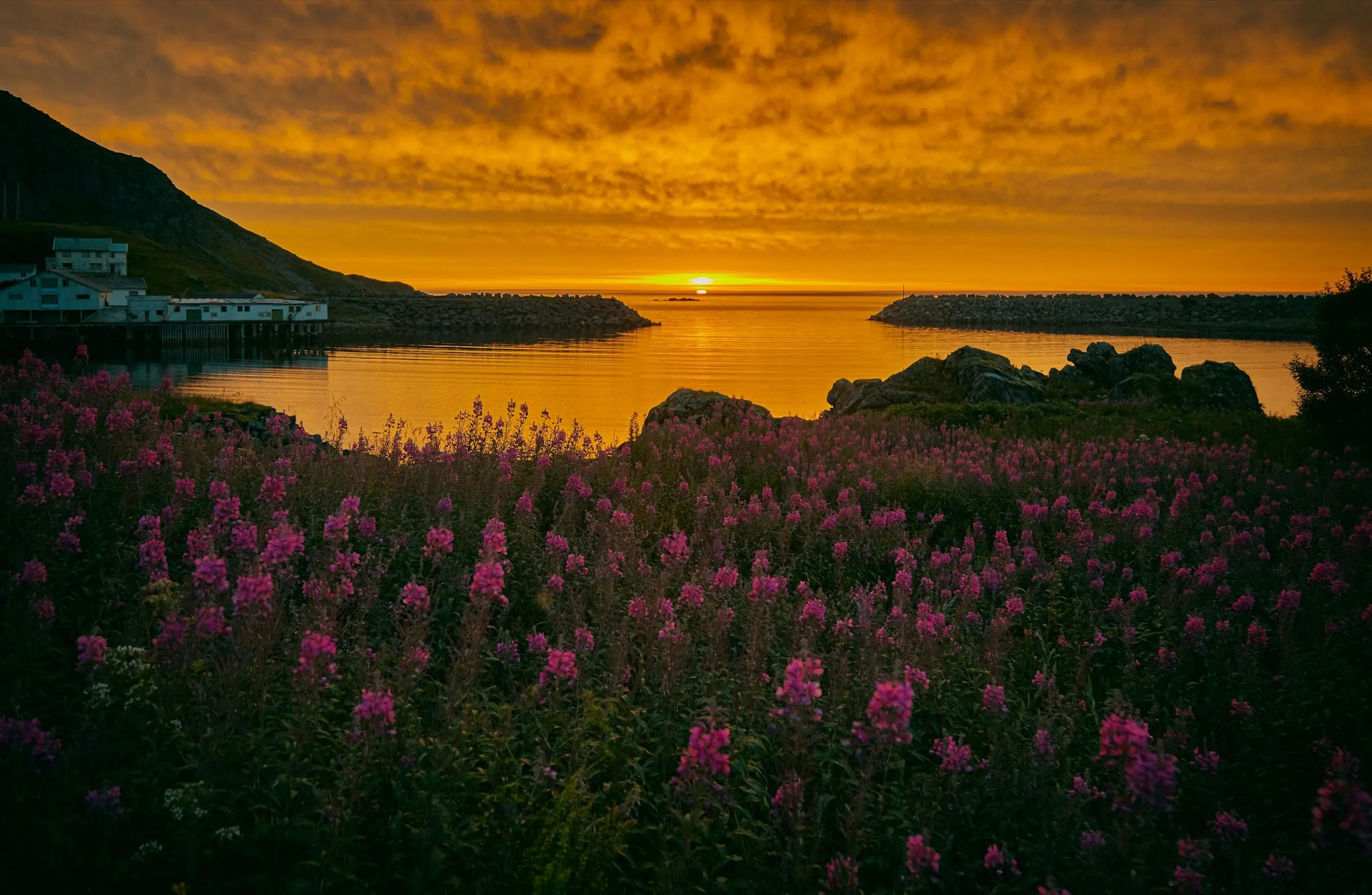 Goldener Sonnenuntergang über dem Meer, im Vordergrund blühendes Weidenröschen